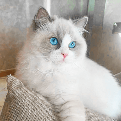 gatto ragdoll allevamento bon bon's kitty riproduttrice mamma dei cuccioli disponibili