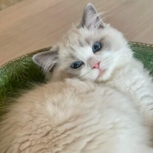 ragdoll allevamento diadem's bonbon's kitty josephine Piemonte bicolore blue