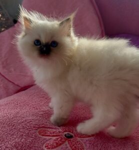 bonbon's kitty allevamento amatoriale ragdoll tortie seal mitted maculata piemonte lombardia francia liguria roma
